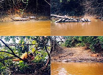 12_yacuma_river_2.jpg